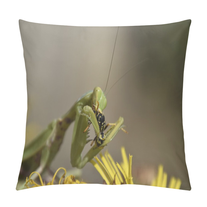 Personality  The Female Praying Mantis Devouring Wasp. The Female Mantis Religios. Predatory Insects. Huge Green Female Mantis. Pillow Covers