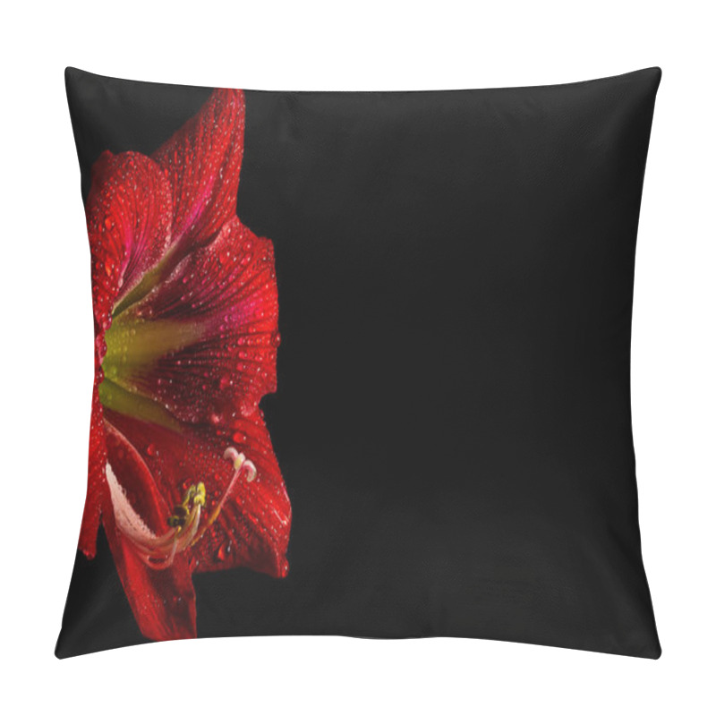 Personality  Vibrant Red Amaryllis Flower On Black Background, Showcasing Delicate Beauty In Nature. Pillow Covers