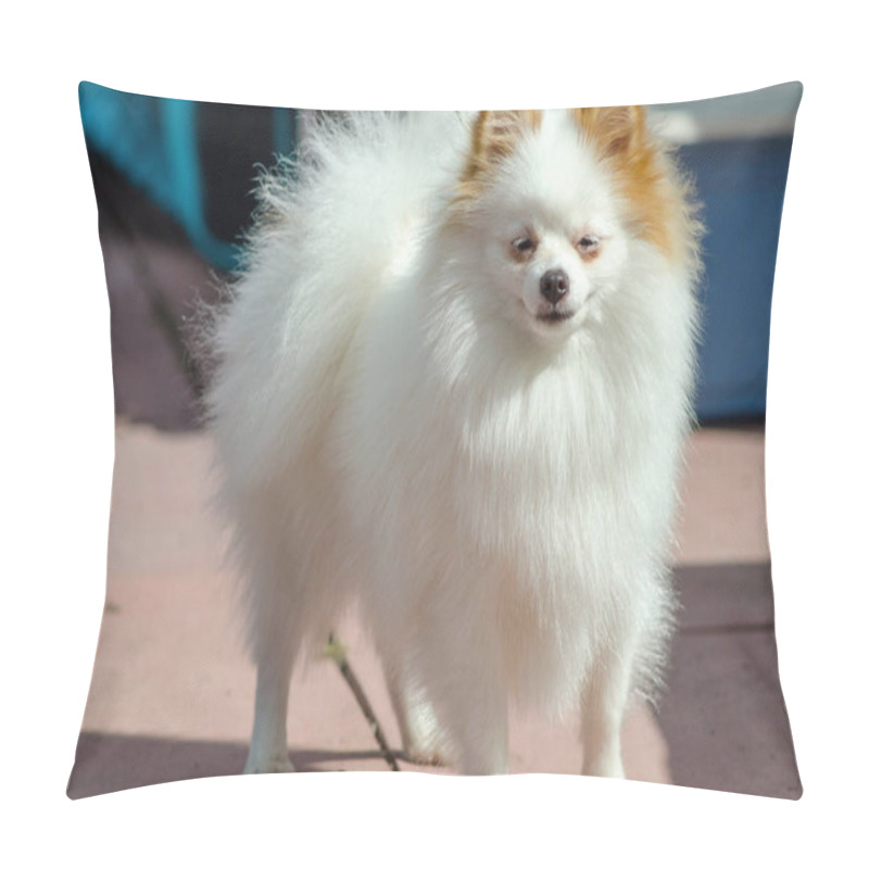 Personality  Pomeranian For A Walk In Summer. Pillow Covers