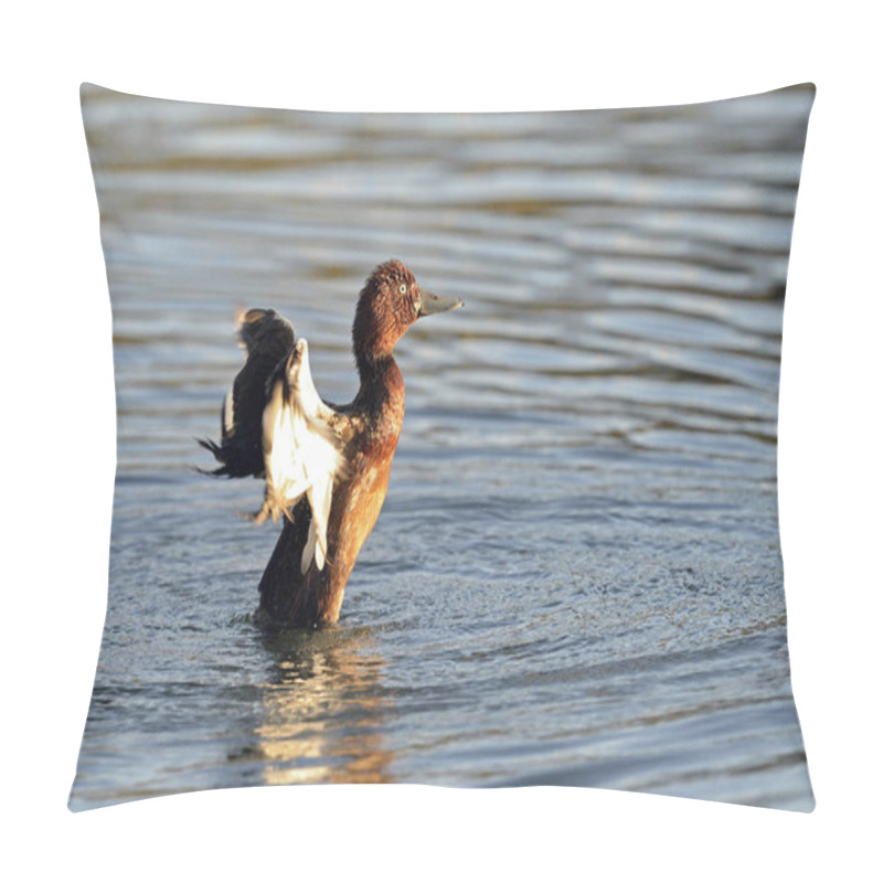 Personality  Ferruginous Duck - Aythya Nyroca, Crete Pillow Covers