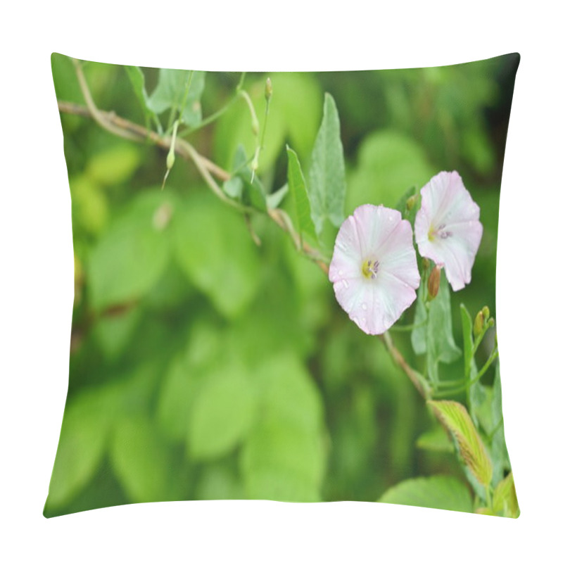 Personality  Flowering Field Bindweed (Convolvulus Arvensis) In A Garden Pillow Covers