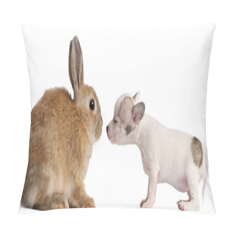 Personality  Chihuahua Puppy, 10 Weeks Old, Sniffing Rabbit In Front Of White Background Pillow Covers