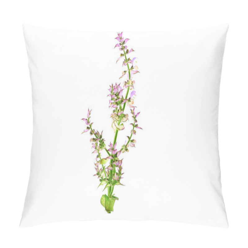 Personality  Clary Sage (Salvia Sclarea) Medicinal Herb Plant. Isolated On White Background. Pillow Covers