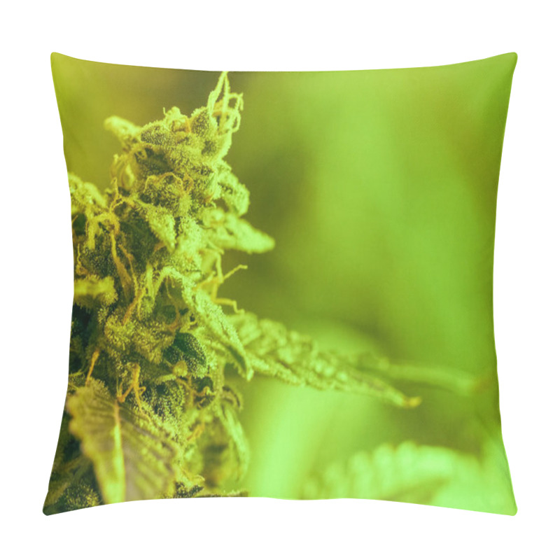 Personality  Close-up Detail Of Cannabis, Trichomes And Leaves On Late Flower Pillow Covers