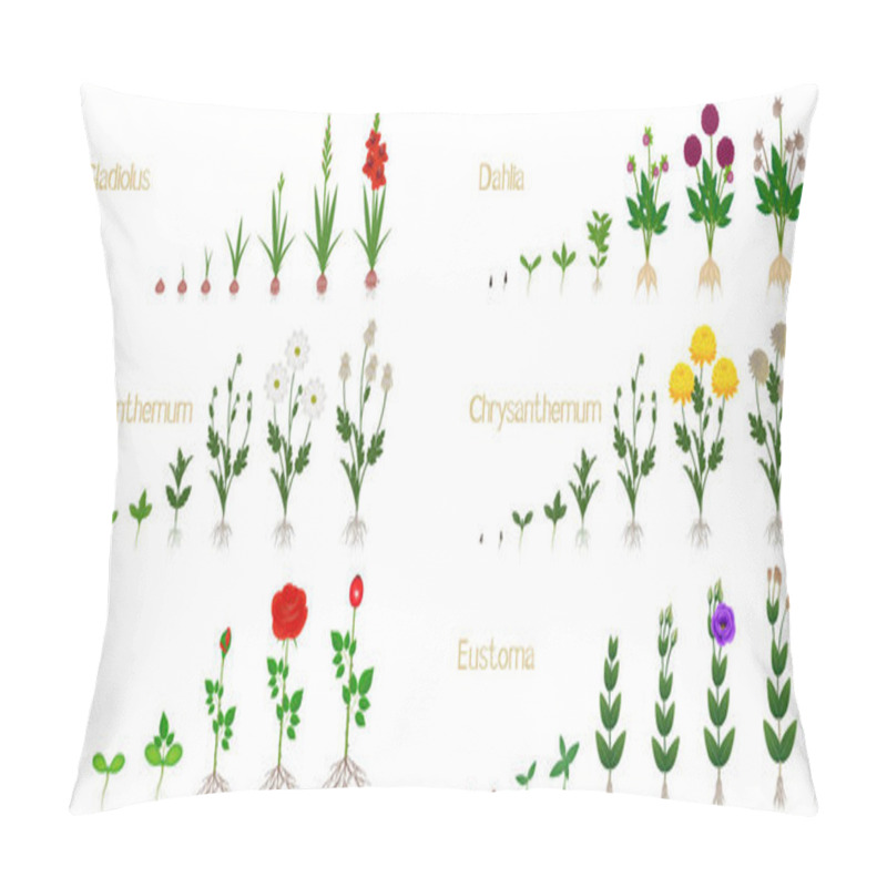 Personality  Set Of Flower Growth Cycles Isolated On White Background. Pillow Covers