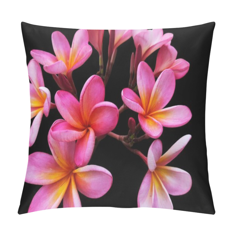 Personality  Bunch Of Blooming Pink Frangipani Or Plumeria Rubra Flowers Isolated On Black Background With Clipping Path, Cutout.kamboja Flower Pillow Covers