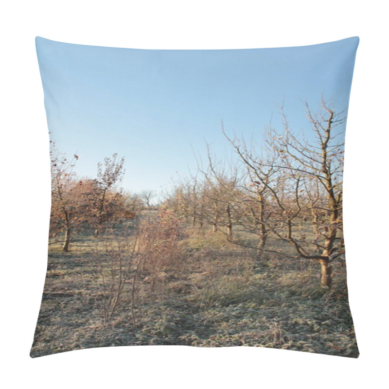 Personality  Ukrainian Autumn Morning. Morning Background For Phones And Tablets. Apple Orchard. Pillow Covers