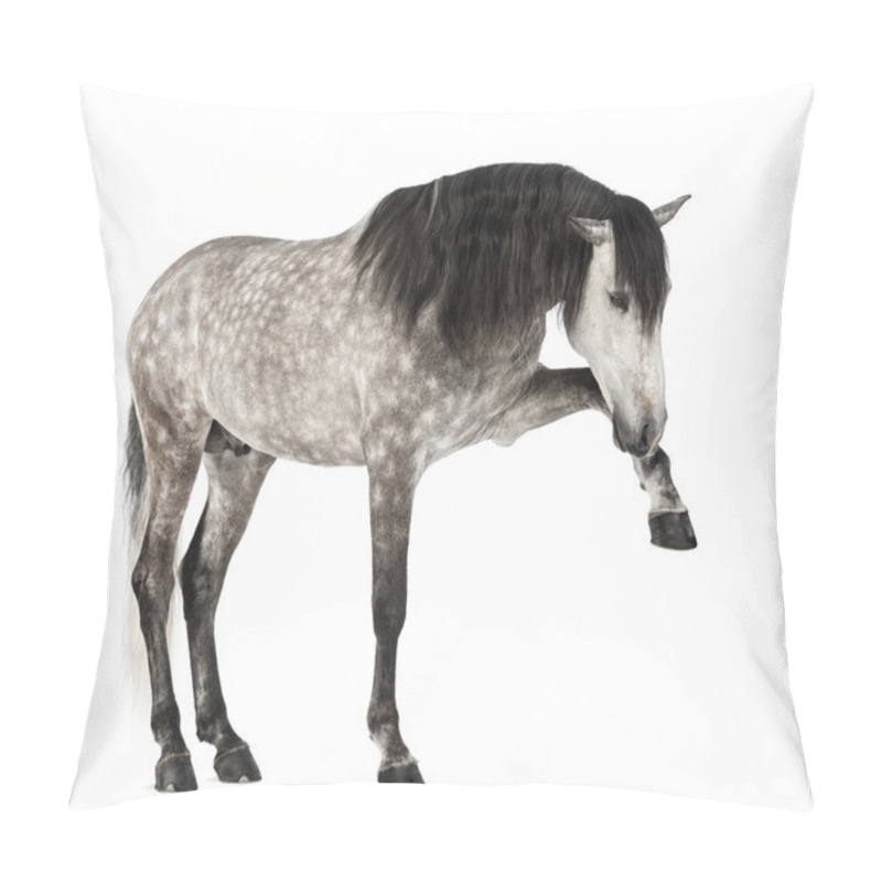 Personality  Andalusian Raising Front Leg, 7 Years Old, Also Known As The Pure Spanish Horse Or PRE Against White Background Pillow Covers