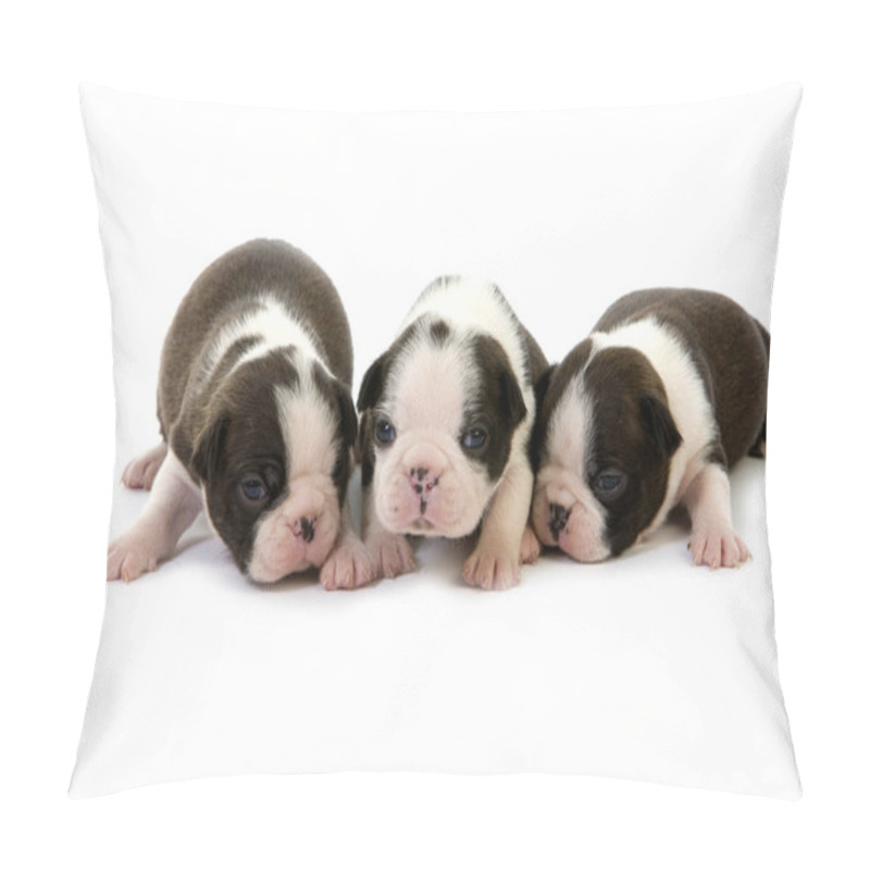 Personality  Boston Terrier Dog, Pups Standing Against White Background   Pillow Covers