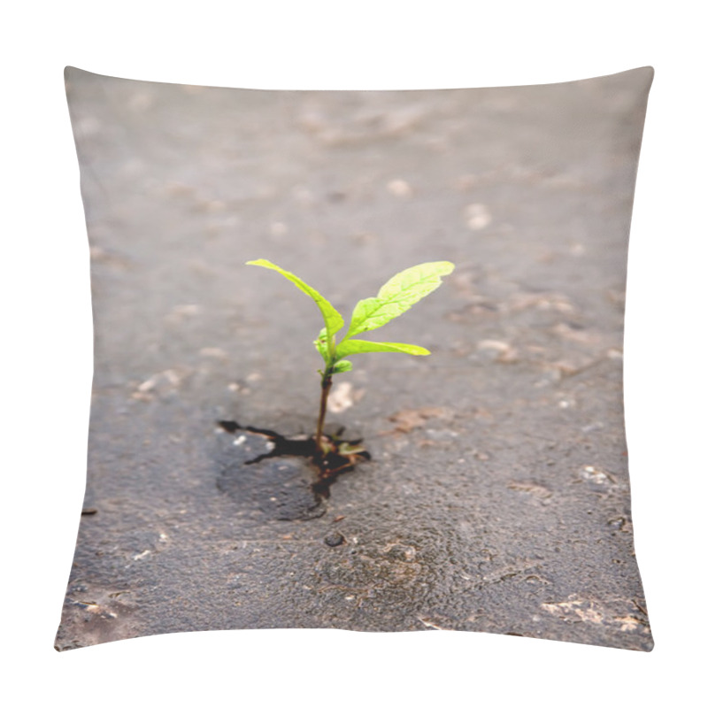 Personality  Growing Green Sprout In Asphalt Pillow Covers