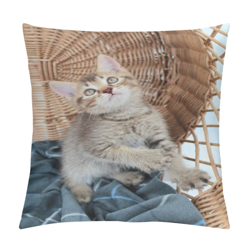 Personality  Touching Little Grey Kitten, British Cat Feline Young Pillow Covers