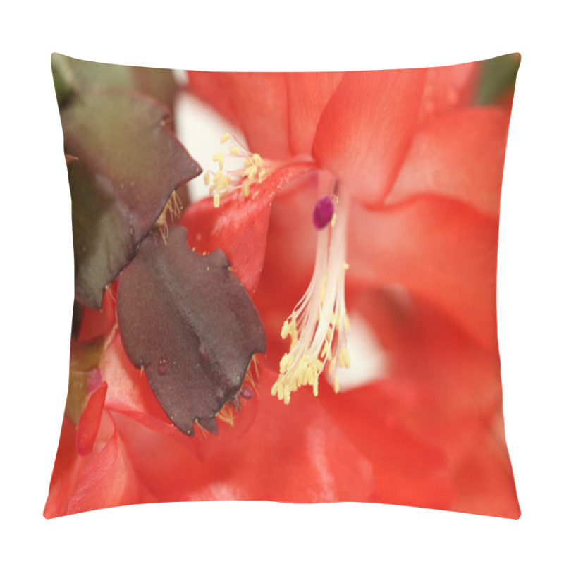 Personality  Christmas Cactus Power Flower Pillow Covers