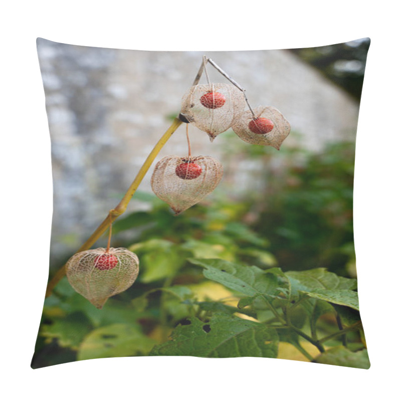 Personality  Cluster Of Transparent Physalis Pods With Red Berries Pillow Covers