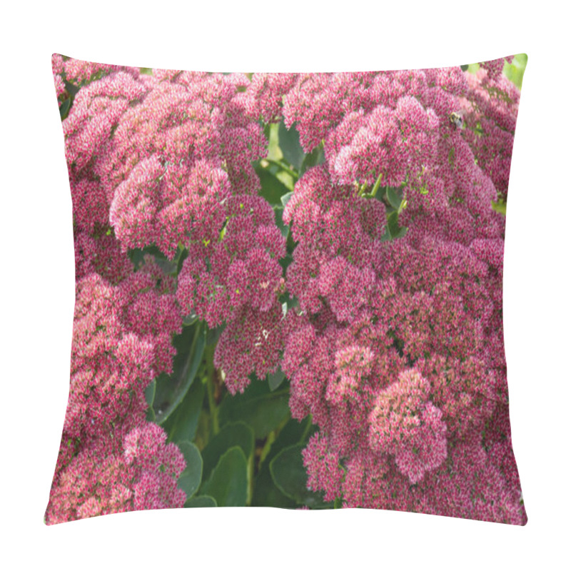 Personality  Sedum Autumn Joy, Also Known As Stonecrop, Is An Easy Care Drought Tolerant Perennial Which Blooms In The Late Summer Garden. Pillow Covers