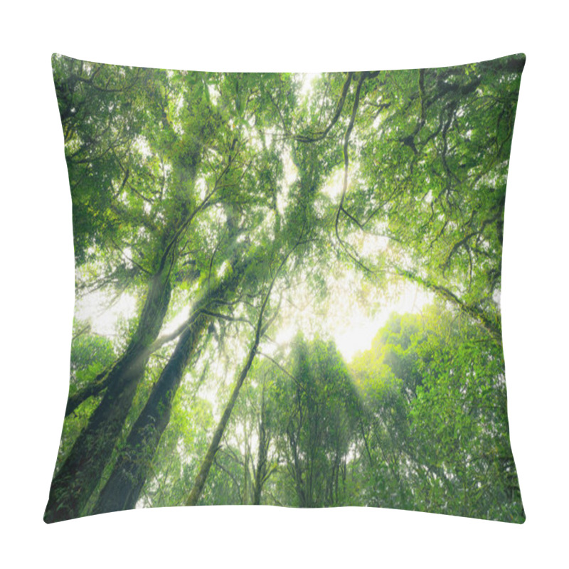 Personality  Looking Up View Of Tree Trunk To Green Leaves Of Tree In Forest With Sun Light. Fresh Environment In Green Woods. Forest Tree On Sunny Day. Natural Carbon Capture. Sustainable Conservation And Ecology Pillow Covers