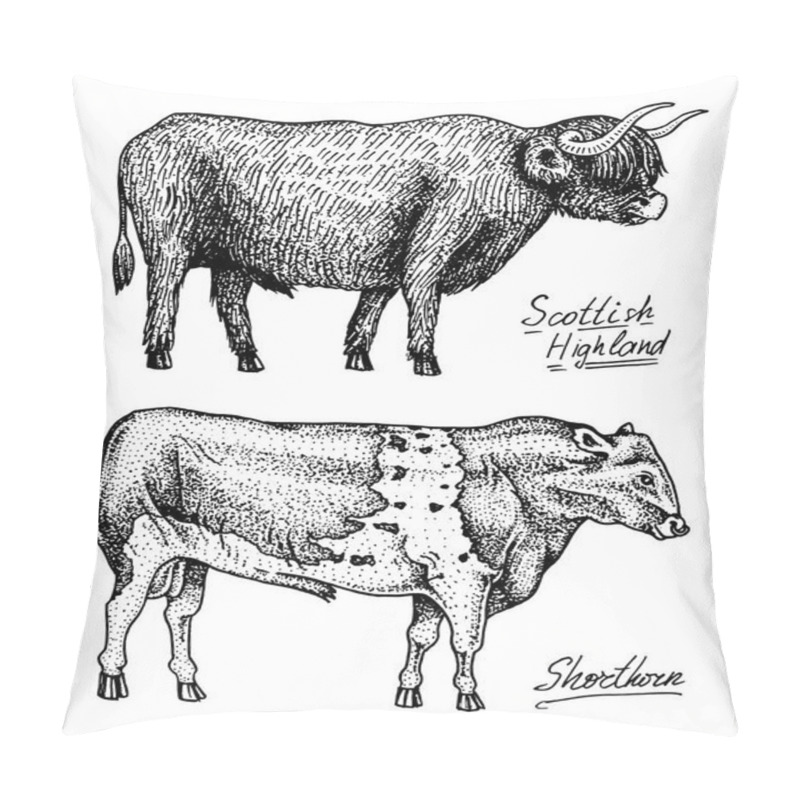 Personality  Farm Cattle Bulls And Cows. Different Breeds Of Domestic Animals. Engraved Hand Drawn Monochrome Sketch. Vintage Line Art Pillow Covers