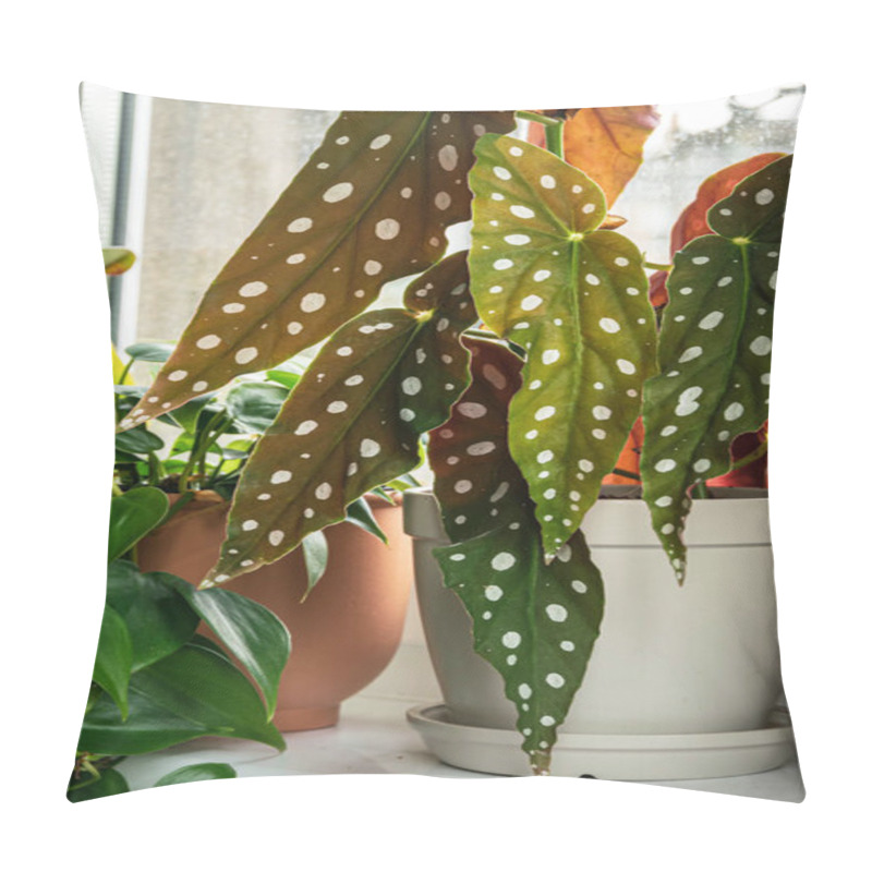 Personality  Polka-dot Begonia (begonia Maculata Var. Wightii) Houseplant On A Window Sill. Pillow Covers