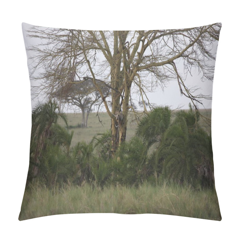 Personality  Leopard Kenya Africa Savannah Wild Animal Cat Mammal Pillow Covers