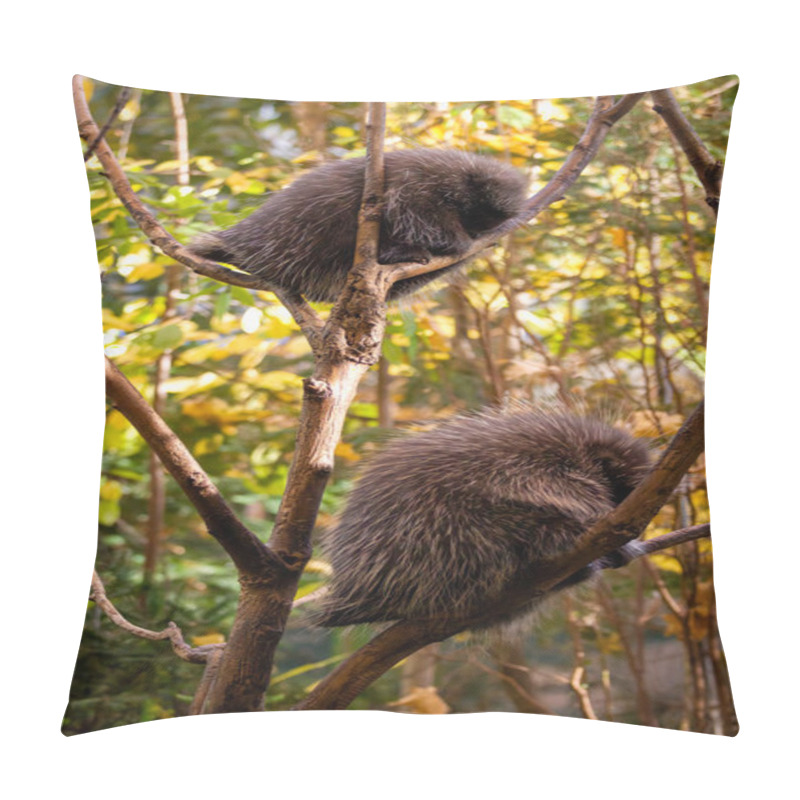 Personality  Porcupines Perch In Tree Branches In The Sun Pillow Covers