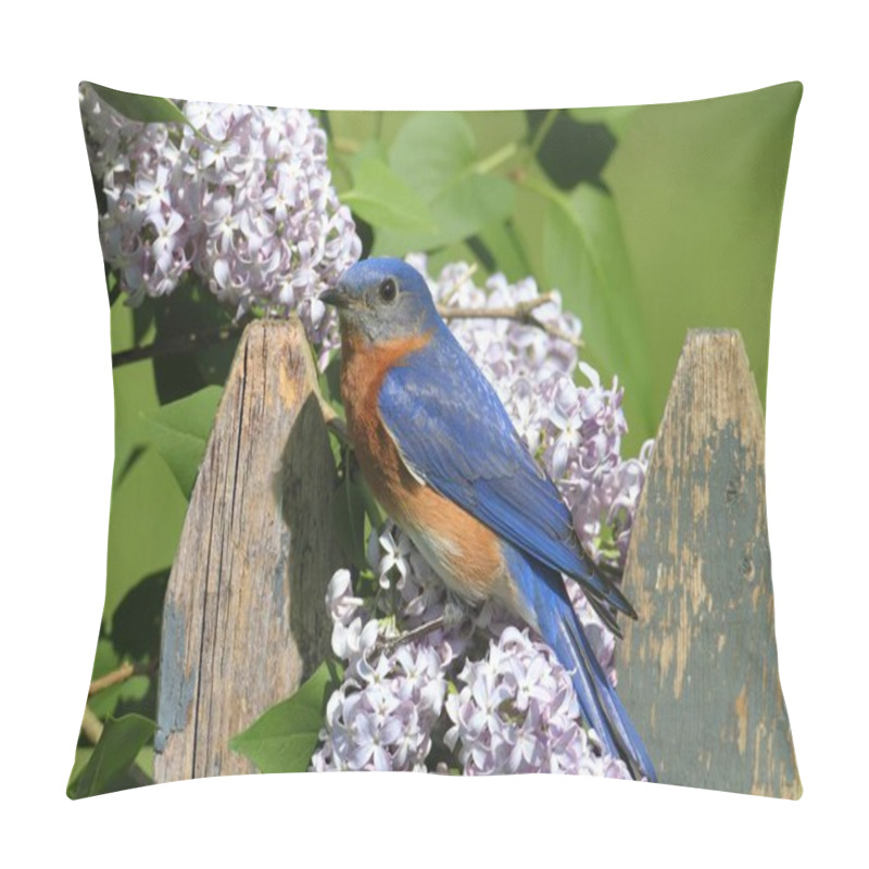 Personality  Female Eastern Bluebird (Sialia Sialis) On A Fence With Lilac Flowers Pillow Covers