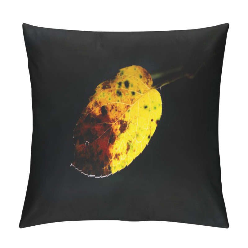 Personality  Close-up Of A Rose Leaf Showing Yellow And Brown Spots Caused By Fungal Disease, With A Dramatic Dark Background. Pillow Covers