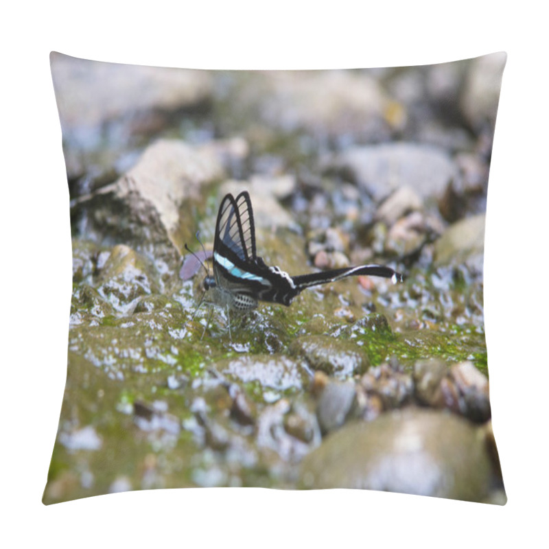 Personality  Beautiful Butterfly On Stream In The Forest (Green Dragontail) Pillow Covers