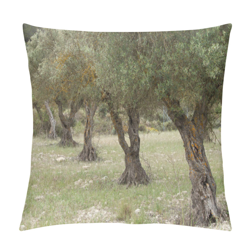 Personality  Olive Orchard For The Manufacture Of Oil, Alcoy, Spain Pillow Covers