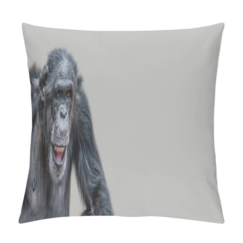 Personality  Banner With A Portrait Of A Happy Adult Chimpanzee, Smiling And Thinking, Closeup, Details With Copy Space And Solid Background. Concept Biodiversity And Wildlife Conservation Pillow Covers