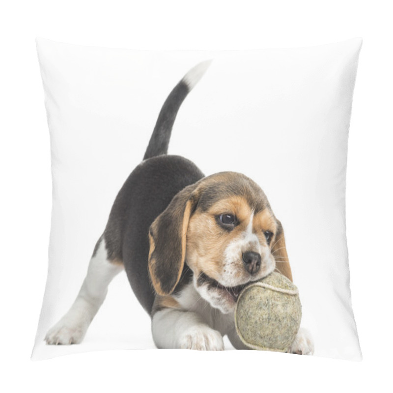 Personality  Front View Of A Beagle Puppy Playing With A Tennis Ball, Isolate Pillow Covers