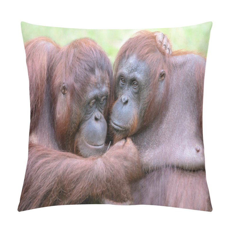 Personality  Two Orangutans (pongo Pygmaeus) Love Each Other. Apelheul In The Netherlands. Pillow Covers