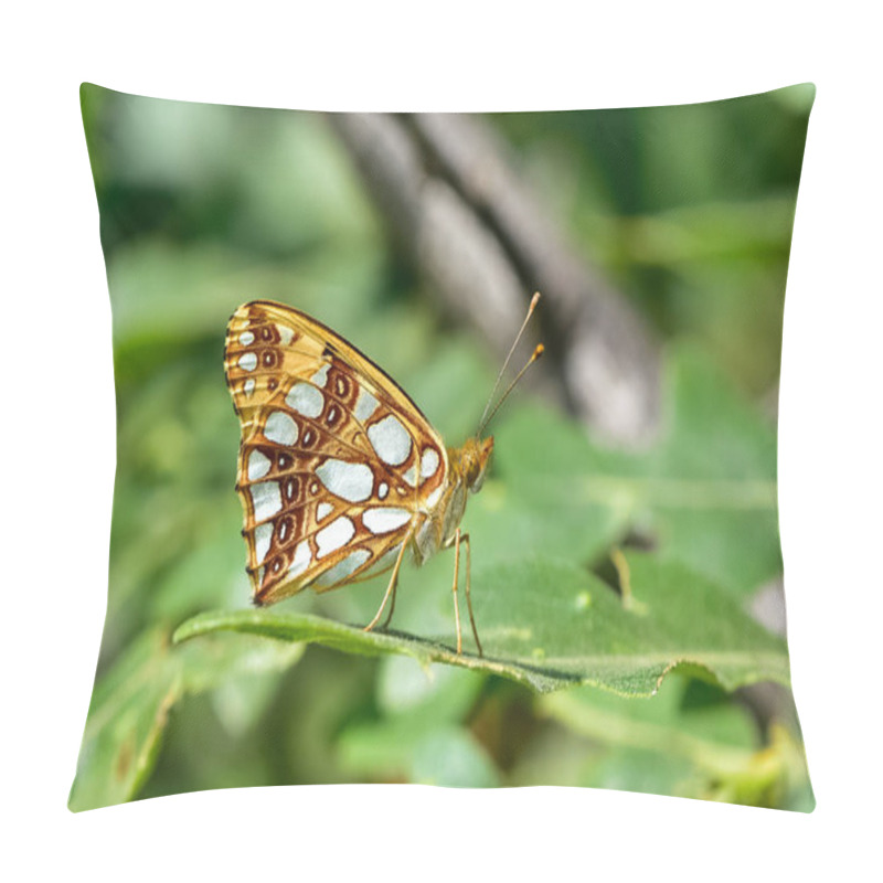 Personality  Photos Of Butterflies Feeding On Flowers Pillow Covers