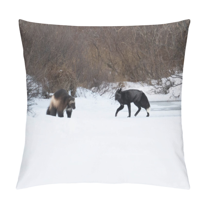 Personality  A Wolverine And A Silver Fox Run Along The Edge Of A Frozen Lake Near Churchill, Manitoba Pillow Covers