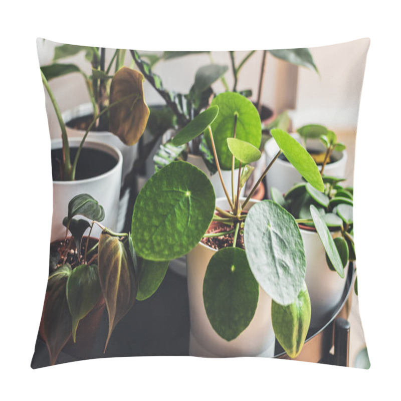 Personality  Exotic Houseplants In White Pots Arranged On A Metal Plant Stand  In An Urban Apartment. Pillow Covers