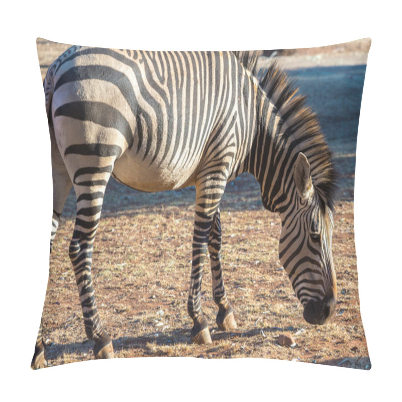 Personality  Zebra Pillow Covers