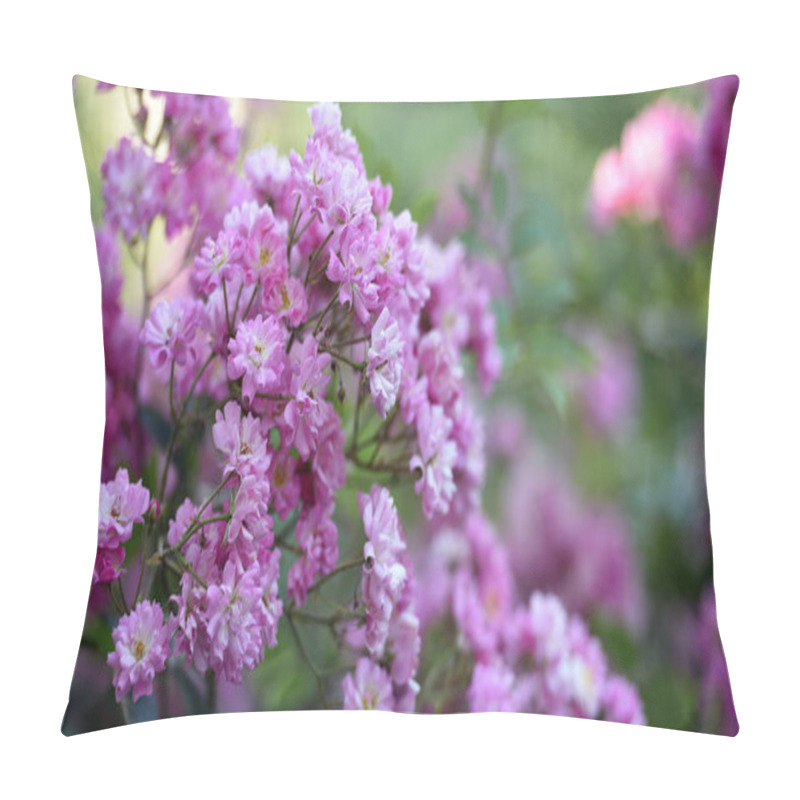 Personality  Veilchenblau, Rose Flower, Background. Pink Roses On A Bush In The Garden, Close-up. Flowering Purple White English Rosa Veilchenblau Climbing Rose Bush. In The Garden In The Flower Bed Pillow Covers