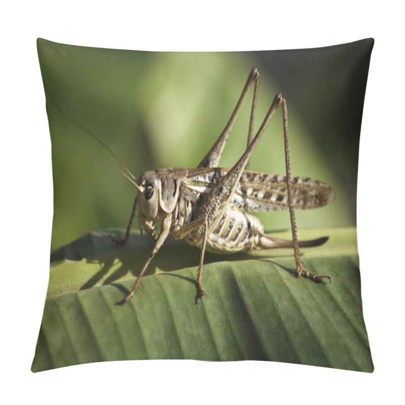 Personality  Grasshopper Pillow Covers