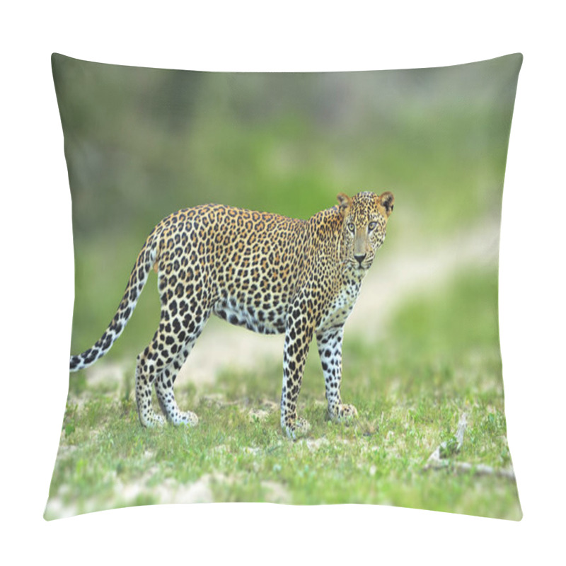 Personality  Walking Sri Lankan Leopard, Big Spotted Wild Cat Lying In The Na Pillow Covers