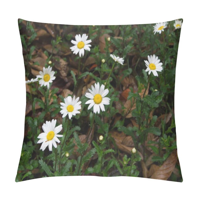 Personality  Oxeye Daisy Leucanthemum Vulgare. Flowers In Himalaya Mountain. Pillow Covers