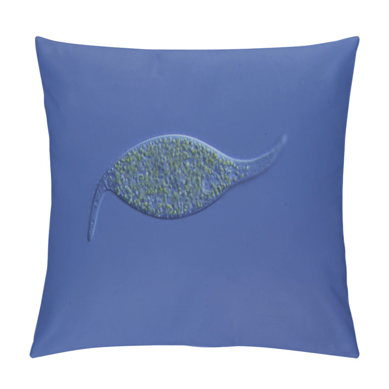 Personality  Ciliates Swim In The Water Foraging Pillow Covers