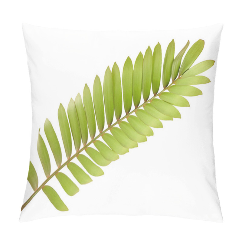 Personality  Cardboard Palm Or Zamia Furfuracea Or Mexican Cycad Leaf  Isolated On White Background, With Clipping Path Pillow Covers