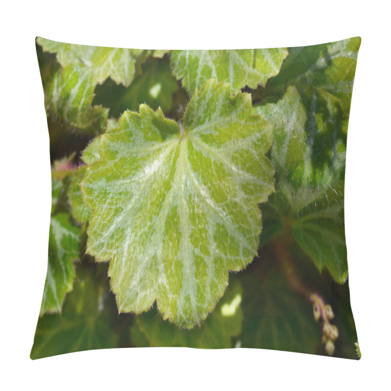 Personality  Creeping Saxifrage Leaves - Latin Name - Saxifraga Stolonifera (Saxifraga Sarmentosa) Pillow Covers