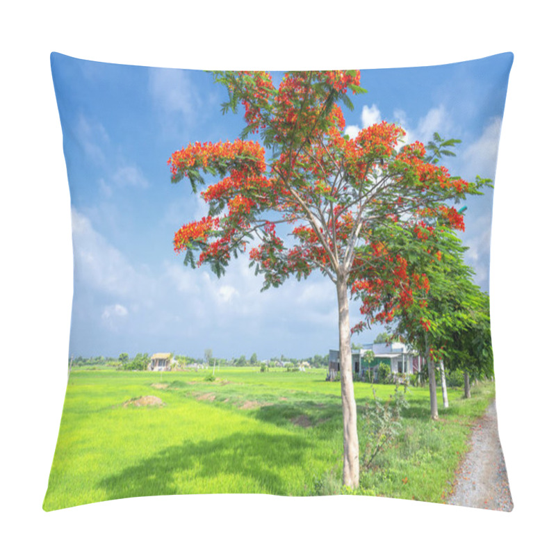 Personality  Red Royal Poinciana Blooming Along The Road, Far Away Is Rice Fields And Houses In Rural Vietnam Are So Simple Pillow Covers