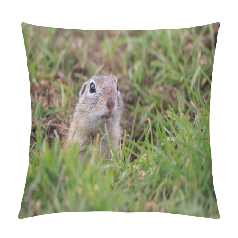 Personality  Prairie Dog (cynomys Ludovicianus) Pillow Covers