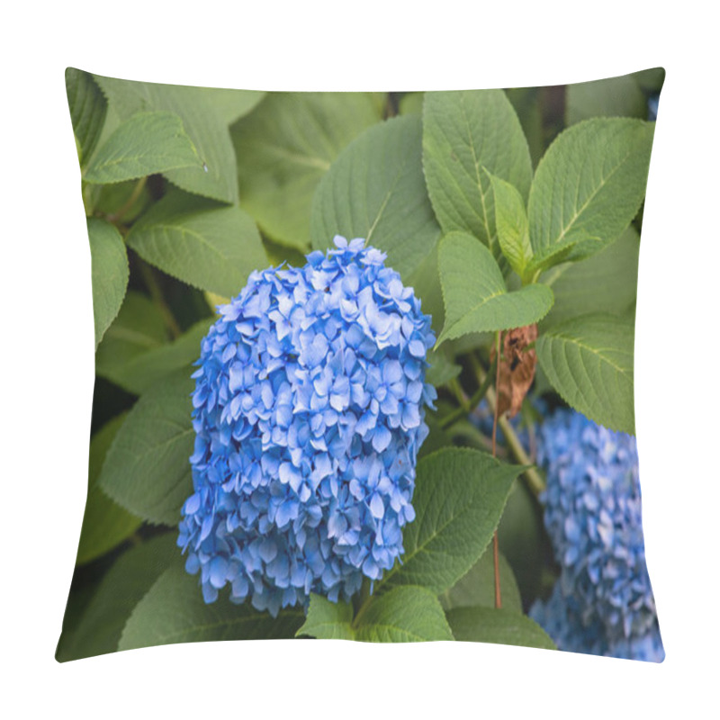 Personality  Many Blue Hydrangea Flowers Growing In The Garden Pillow Covers