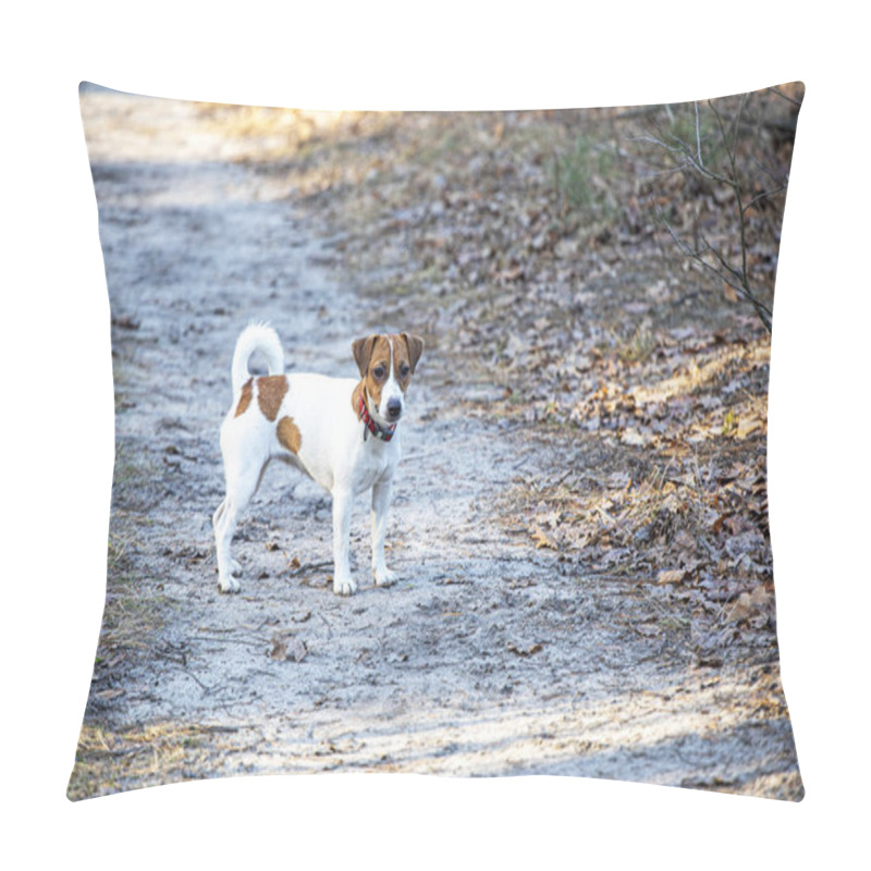 Personality  Beautiful Female Jack Russell Terrier Walking In The Forest On A Sunny Day Pillow Covers