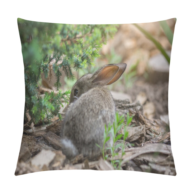 Personality  Rabbit Is Beautiful Animal Of Nature Pillow Covers