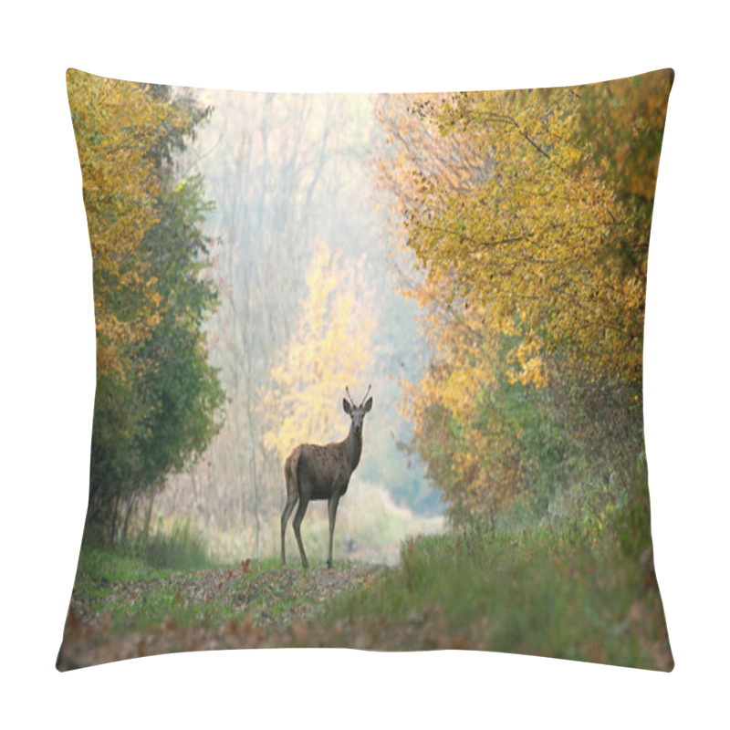 Personality  Young Red Deer On Autumn Background Pillow Covers