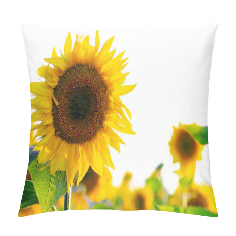 Personality  Agricultural Sunflower Field On Bright Summer Sultry Day, Agriculture Concept Pillow Covers