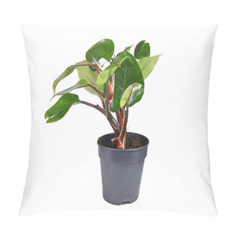 Personality  Tropical 'Philodendron White Knight' Houseplant With White Variegation Spots On White Background Pillow Covers