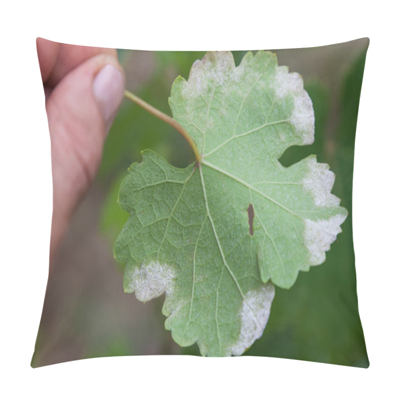 Personality  Sick Grape Leaf Closeup Pillow Covers